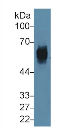 12336