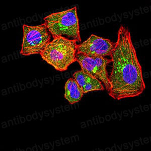 Валидация IF - AntibodySystem RHJ95302