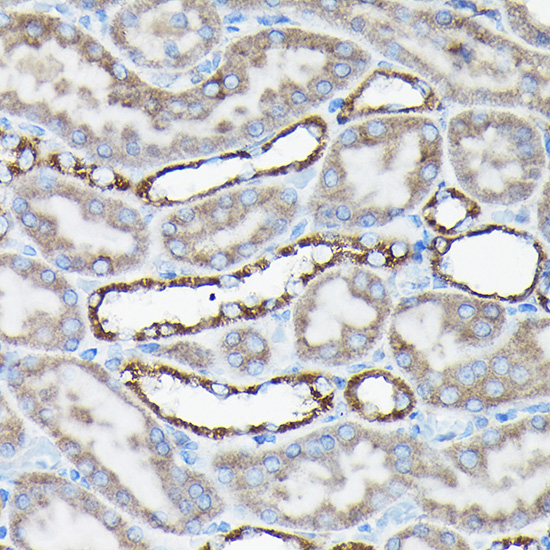 A0811, иммуногистохимия, парафиновые срезы почки крысы (1061)
