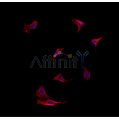 Валидация Affinity DF12125 - 6278