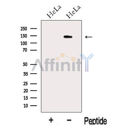Валидация Affinity DF13108 - 8005