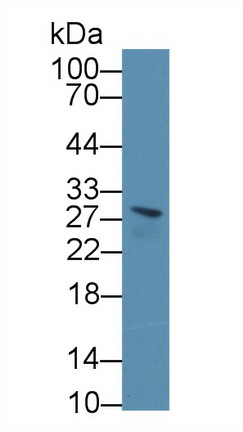 8967