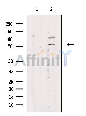 Валидация Affinity AF6633 - 3923