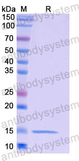 Валидация SDS-PAGE - AntibodySystem RHF45704