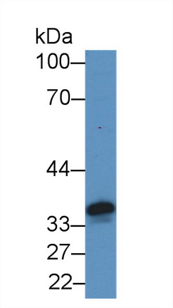 12881
