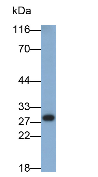32965