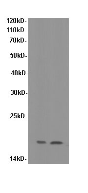 Валидация Elabscience E-AB-40047