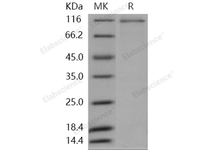 Валидация Elabscience PKSH030347(1286)