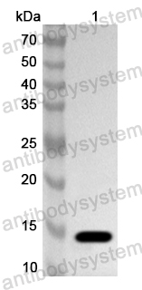 Валидация AntibodySystem PHA95901