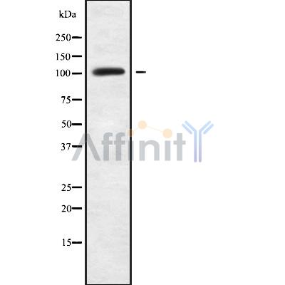 Валидация Affinity DF10053 - 5517