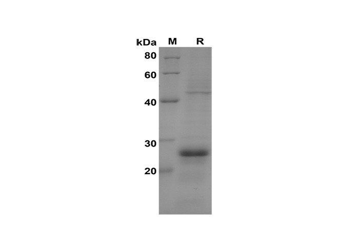 Валидация Elabscience PDEH100598(110)