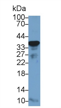 10235