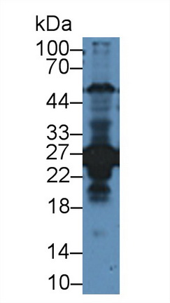 12446
