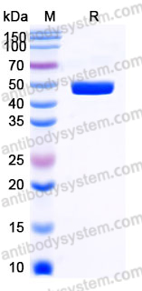 AHJ92101, SDS-PAGE