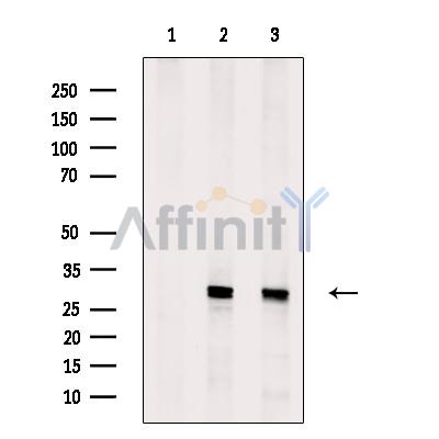 Валидация Affinity DF9518 - 22160
