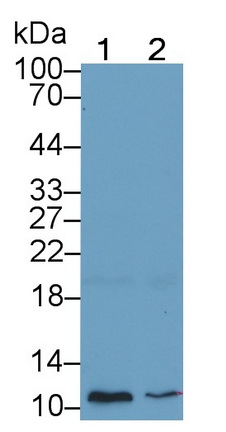 20767