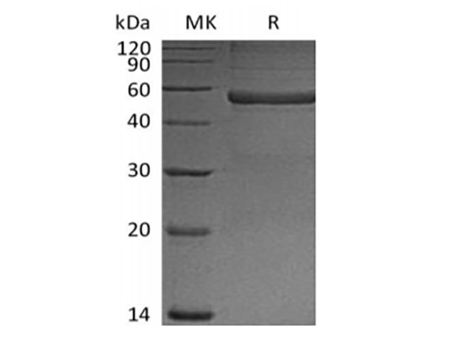 Валидация Elabscience PKSM041439(5314)