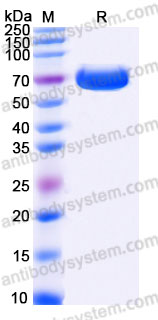 AHB86901, SDS-PAGE