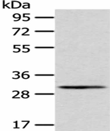 Валидация Elabscience E-AB-17294