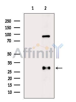 Валидация Affinity DF9079 - 21355
