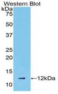 36795