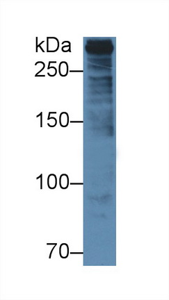 12491