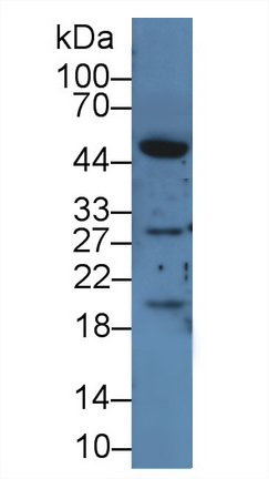 12074
