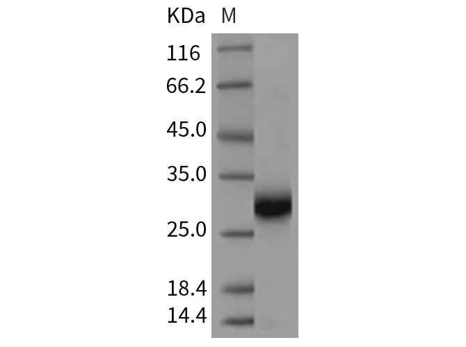 Валидация Elabscience PKSR030376(5714)