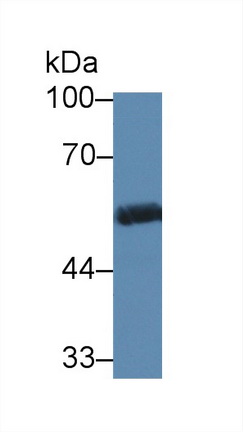 12800