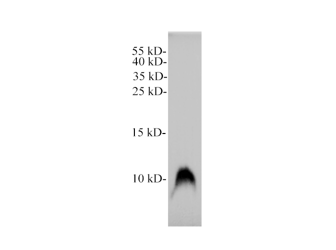 Валидация Elabscience E-AB-40578