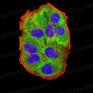 Валидация IF - AntibodySystem RHN96301
