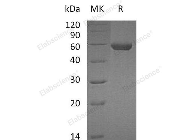 Валидация Elabscience PKSM040403(4403)