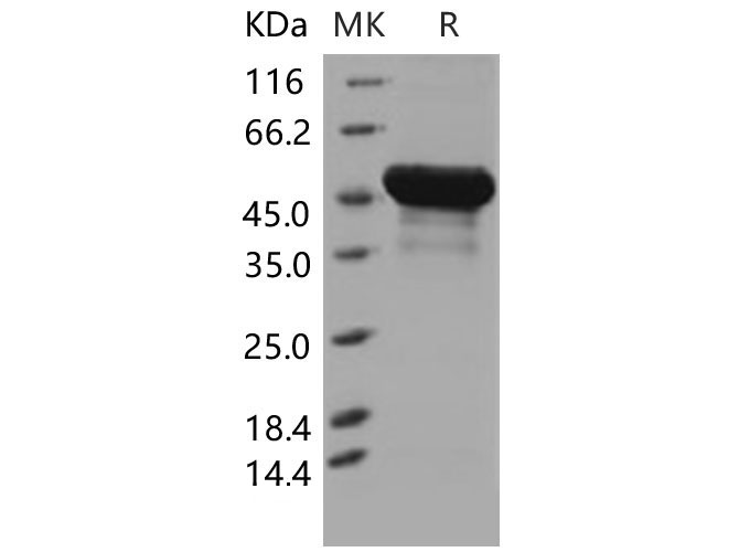 Валидация Elabscience PKSM040554(4543)