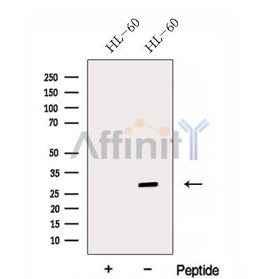 Валидация Affinity DF12977 - 7752