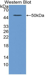 39562