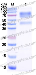 AMG46402, SDS-PAGE
