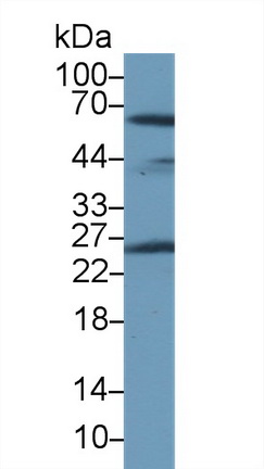 13767