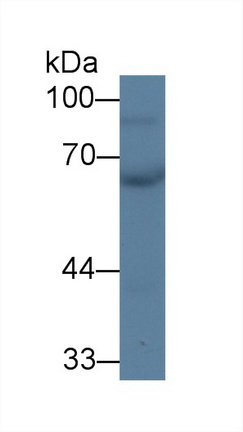 12648
