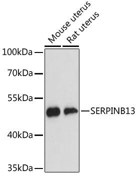 Валидация Elabscience E-AB-64814