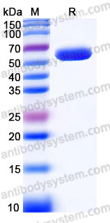 AHD17201, SDS-PAGE