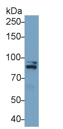 57482