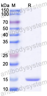 Валидация SDS-PAGE - AntibodySystem RHA47701