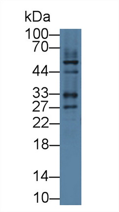 8632