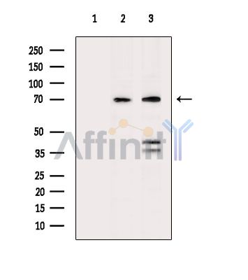 Валидация Affinity DF15556 - 11961