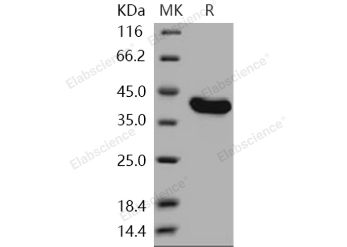 Валидация Elabscience PKSH031028(1836)