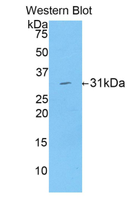 49450