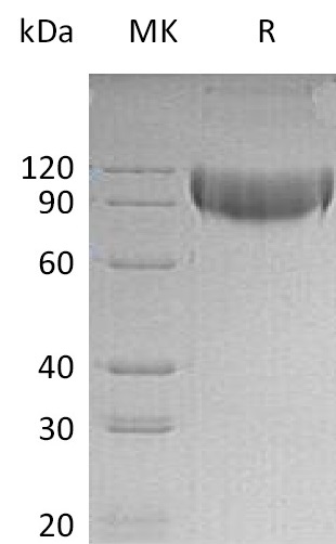Валидация Elabscience PKSM041308(5204)