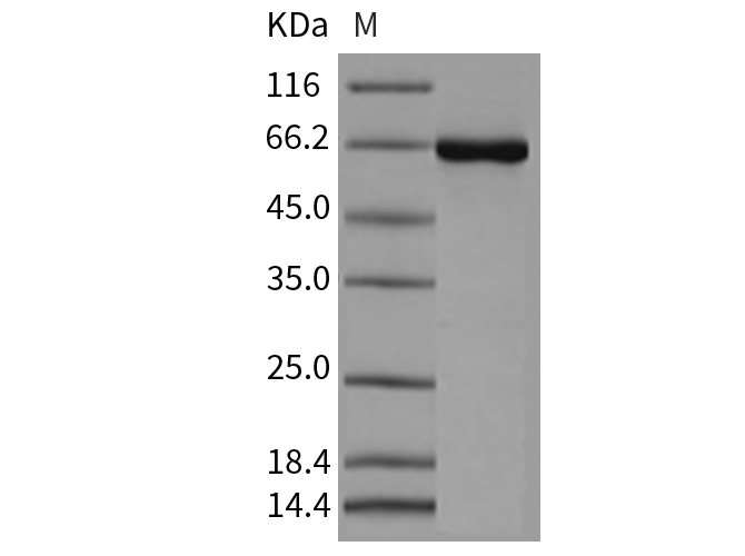 Валидация Elabscience PKSM040295(4307)