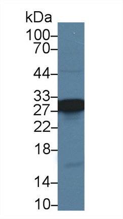13686