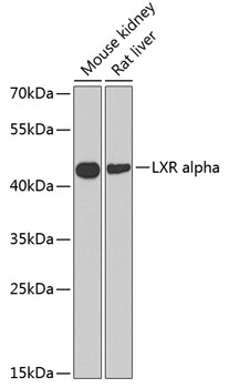 Валидация Elabscience E-AB-60633